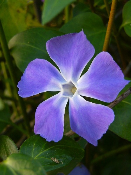 epurple