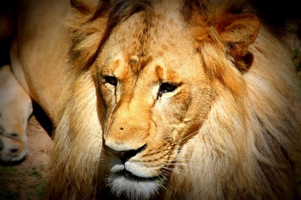 Lion