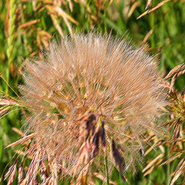 Blowing in the Wind