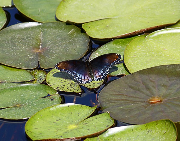 Butterfly and Lily Pads