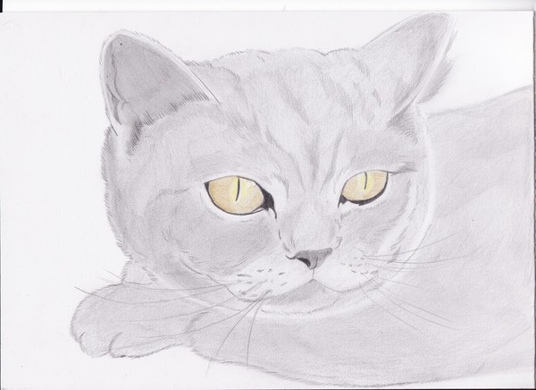 a cat
