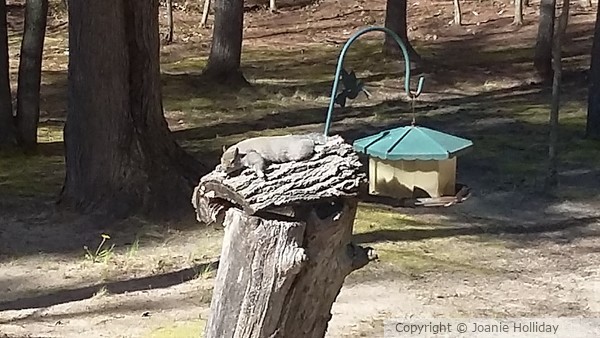 FULL SQUIRREL.. PHOTO