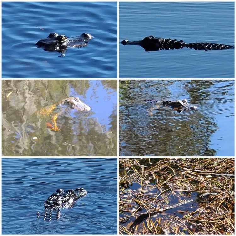 ALL IN A DAYS WALK