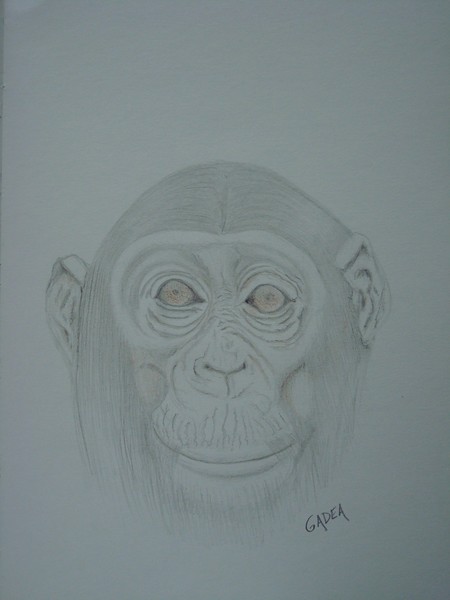 Monkey face