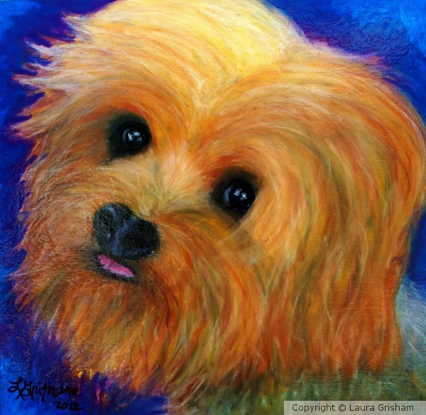 Yorkie