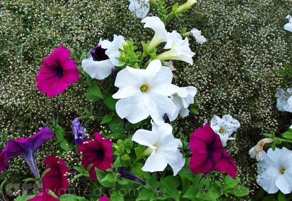 BABY`S BREATH COLORED