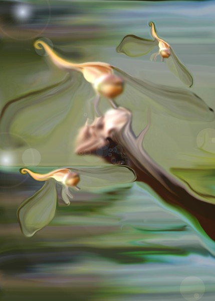 DragonFly's Delight