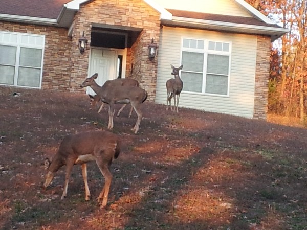 Ozark beauty