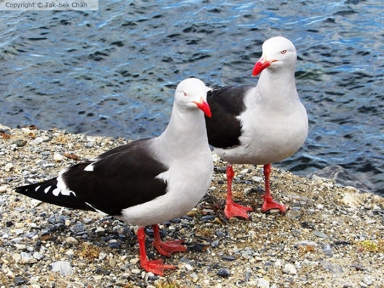 Heermann's Gulls (Larus heermanni) Ushuaia, Argentina 11-05-2015