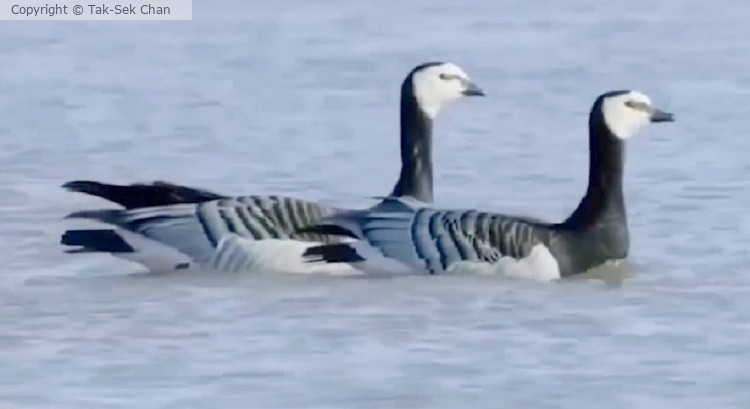 Barnacle Geese (Branta leucopsis), Jamaica Bay, NYC, 03-12-2023