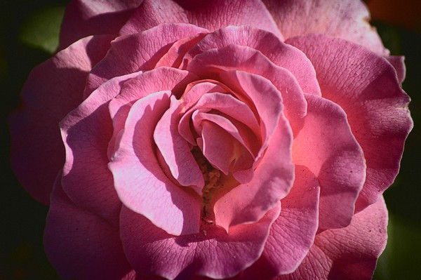 Pink Rose