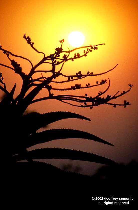 SUCCULENT SUNSET