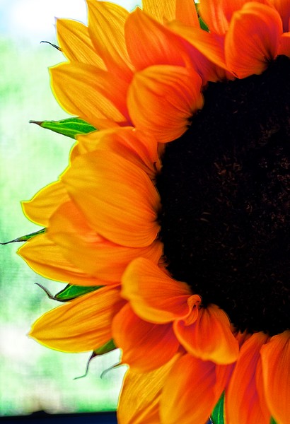 Sun Flower