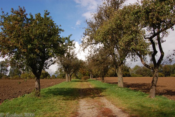 Apple alley