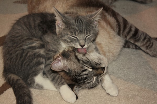Cat love