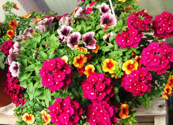 Bright and lively