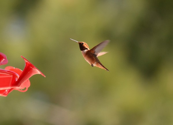 Rufous