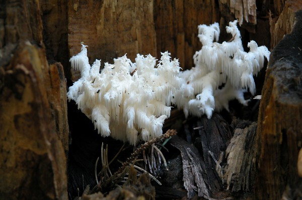 FUNGI
