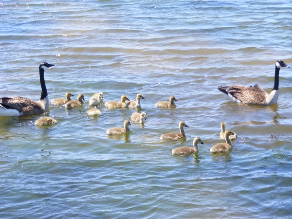 Duck Family