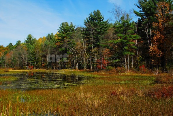 Autumnal Swamp in Lake Luzerne Area III