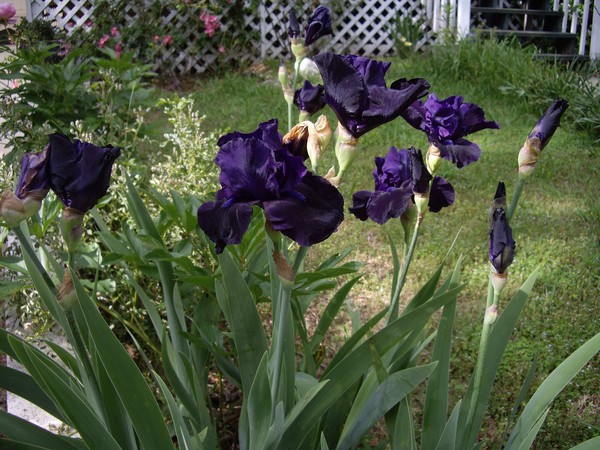 2007 01 01 Spring flowers 2011 004  Copy (2)