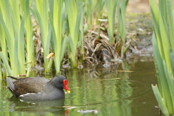Moor hen