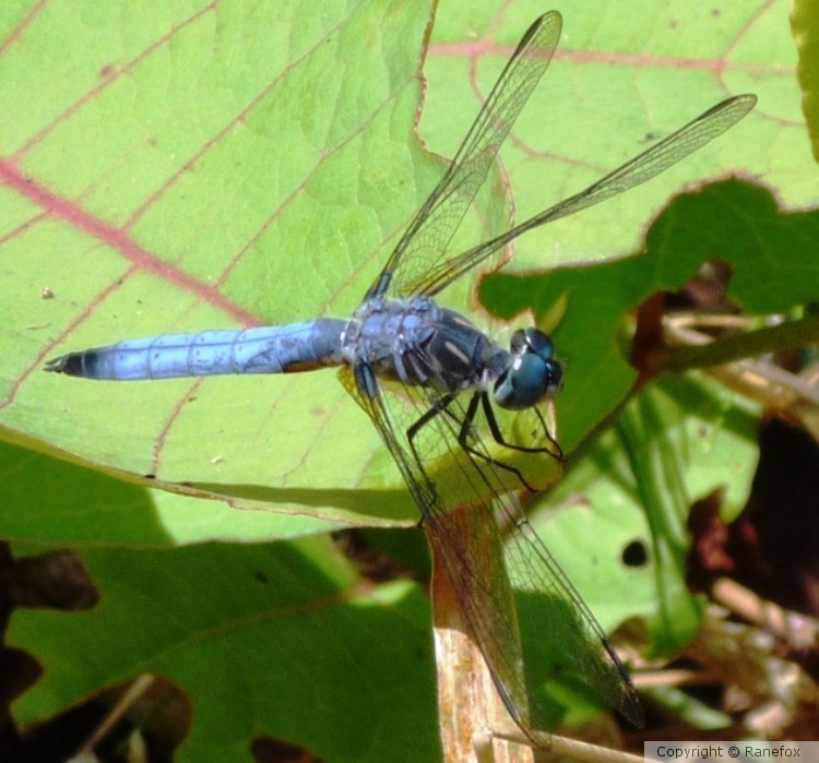 Blue Dragonfly