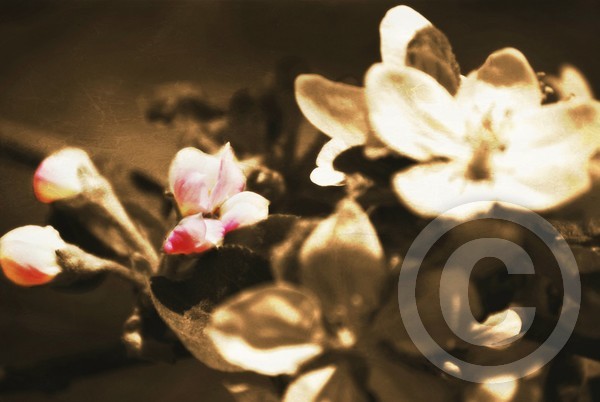 Apple Blossoms