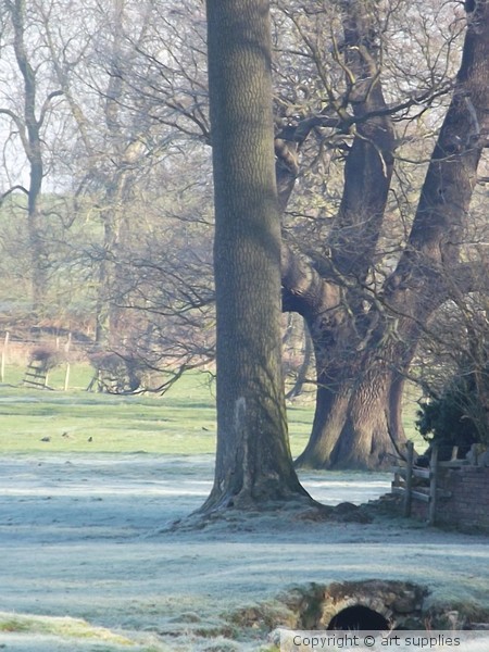 Frosty.Morning