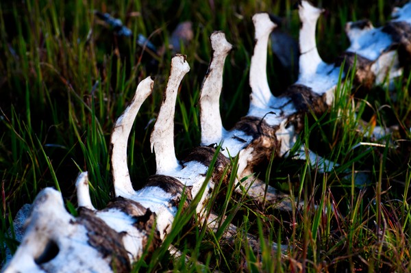 Deer Bones 2