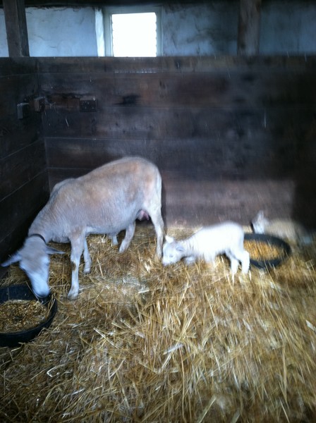 Lambing