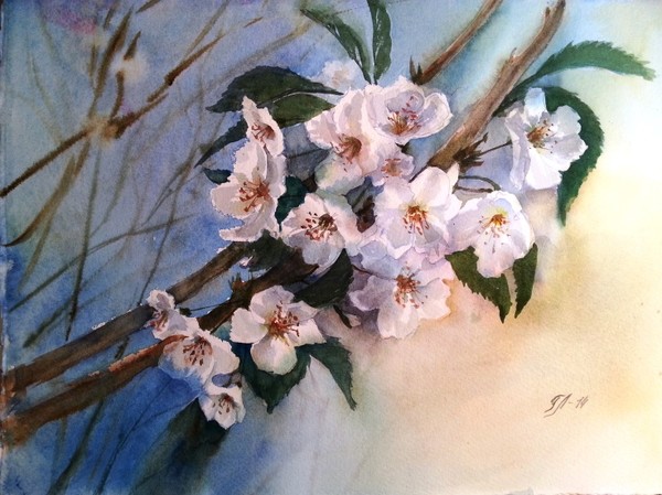 Cherry blossom