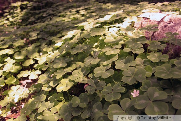 Clover Patch One