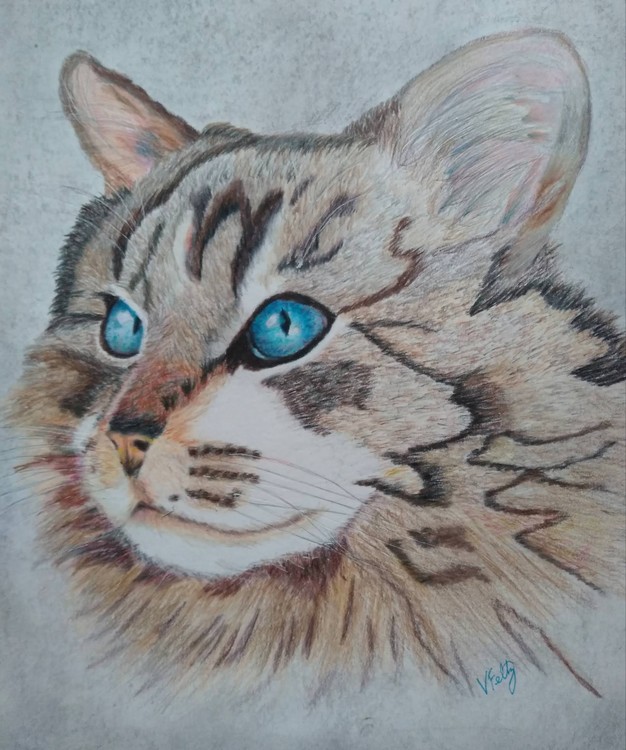 Blue eyed kitty