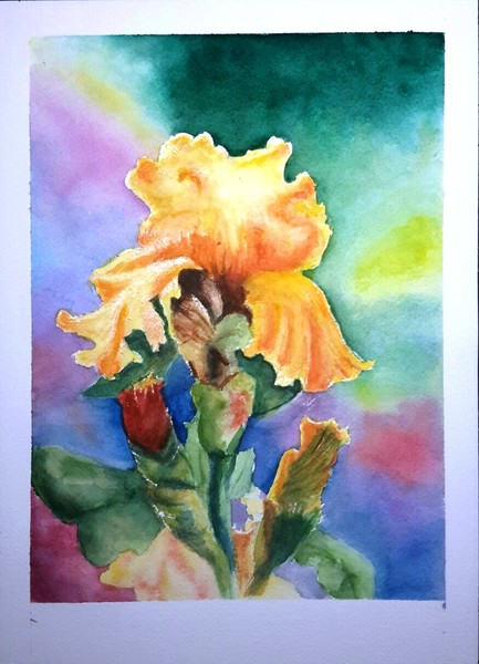 Colorful Iris SOLD