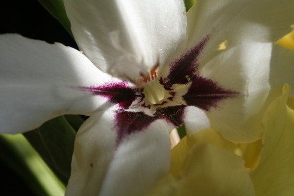 Close-Up of Flower