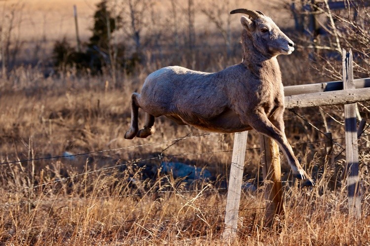 Rocky Mountain Big Horn Sheep, Ewe