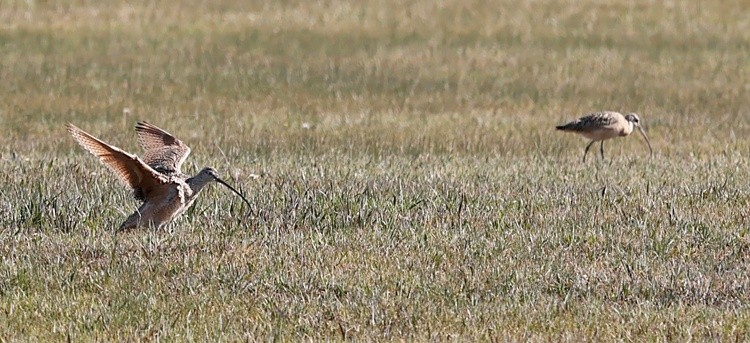 long bill curlew 