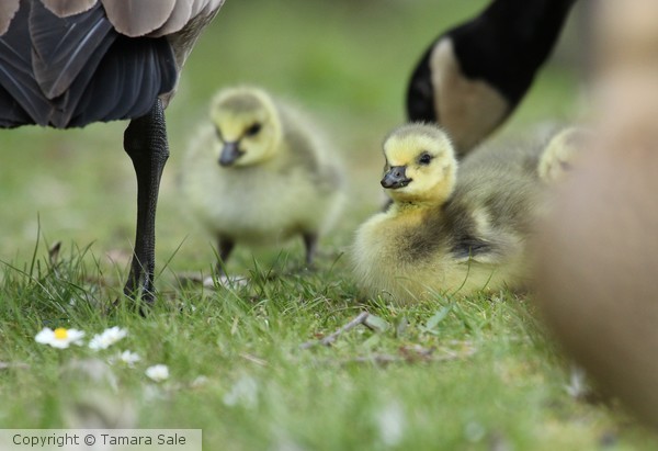 More Goslings!