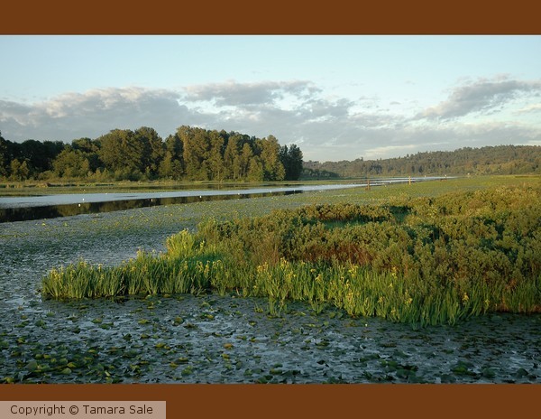 Burnaby Lake