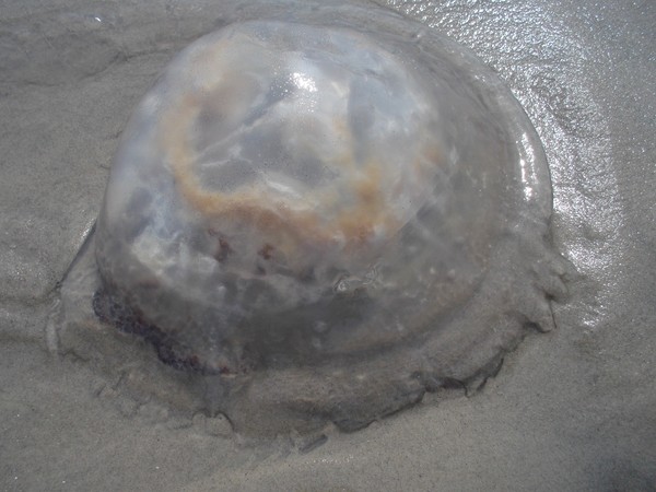 Jellyfish