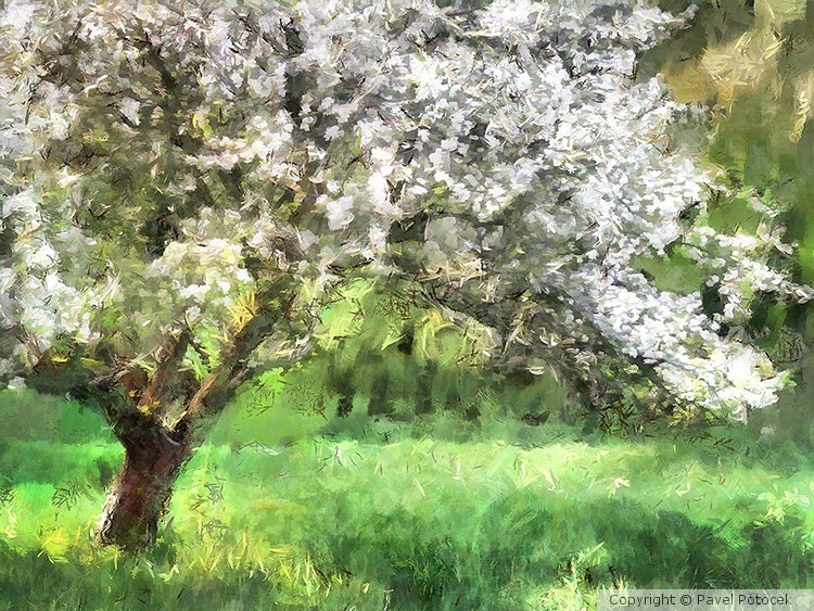 Blossoming cherry tree