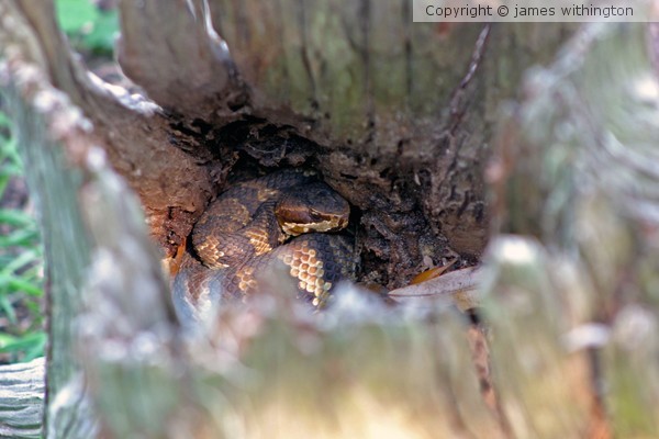 You can't see me