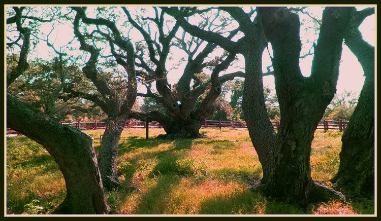 Exhuberant Oaks LIKENED