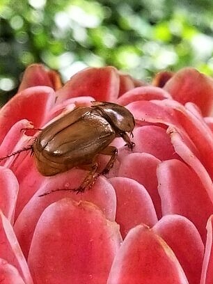 JUNE BUG ON A PORCELAIN ROSE .