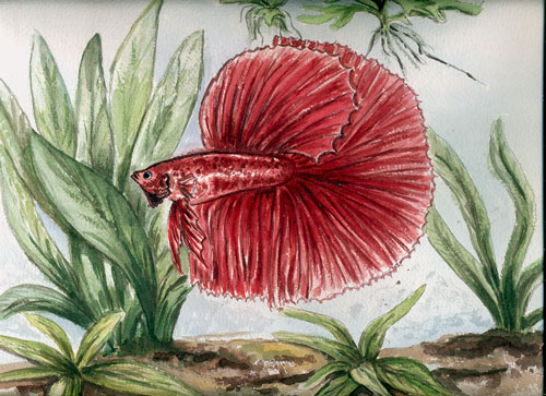 Red Halfmoon Siamese Fighting Fish