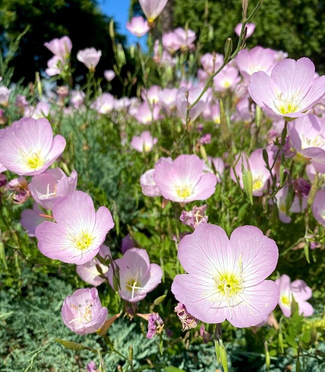 PRETTY PINK FLOWERS