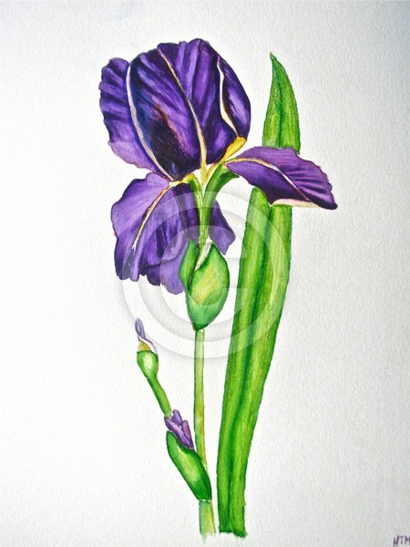 iris
