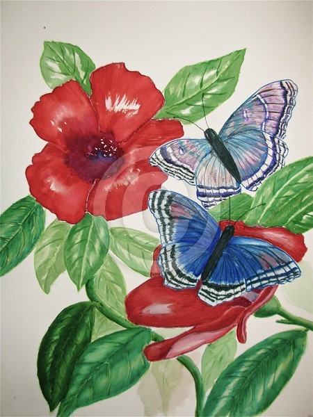 Red-spotted Purples on hibiscus