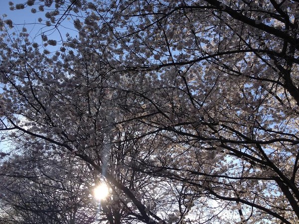 Cherry Tree